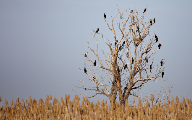 Обои картинки фото автор, сергей, доля, животные, вороны, грачи, галки