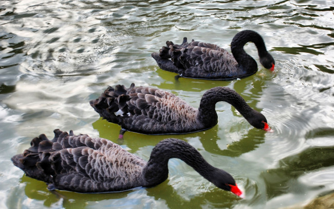 Обои картинки фото животные, лебеди