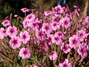 Картинка цветы стебли лепестки много