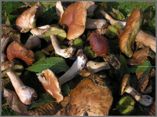 Картинка еда грибы грибные блюда листья