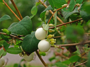 Картинка природа Ягоды листья ветки