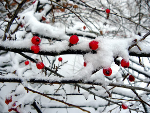 Картинка природа Ягоды снег ветки