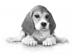 Картинка рисованные животные когти взгляд уши