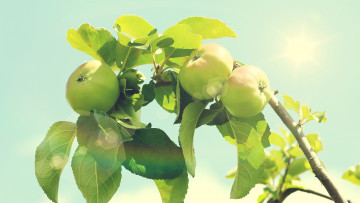 Картинка природа плоды листья ветка