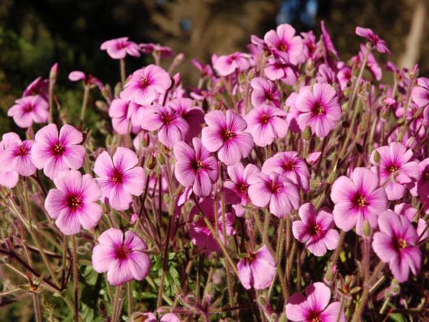 Обои картинки фото цветы, стебли, лепестки, много