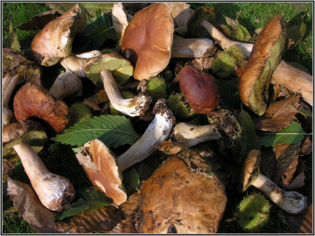 Обои картинки фото еда, грибы, грибные, блюда, листья