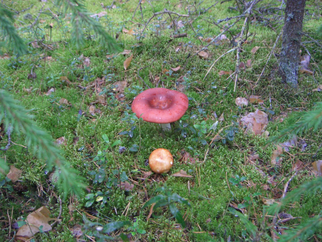 Обои картинки фото природа, грибы, трава