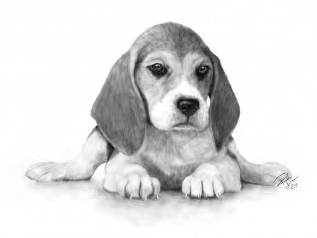 Обои картинки фото рисованные, животные, когти, взгляд, уши