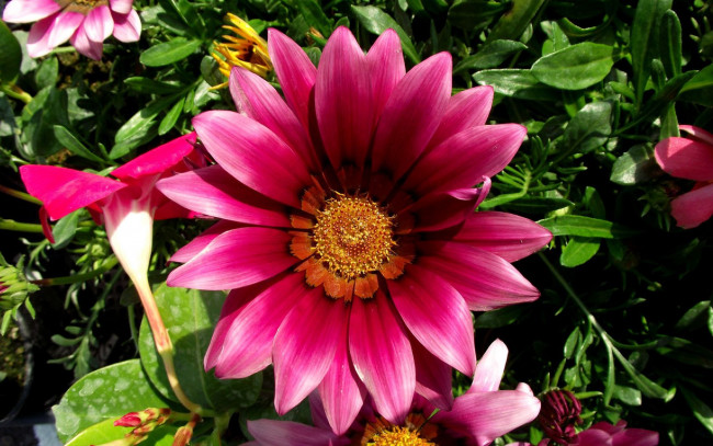 Обои картинки фото цветы, газания, лепестки