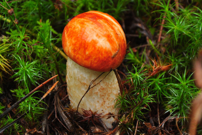 Обои картинки фото природа, грибы, подосиновик