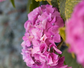 Картинка цветы гортензия гортензии