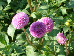 Картинка цветы георгины