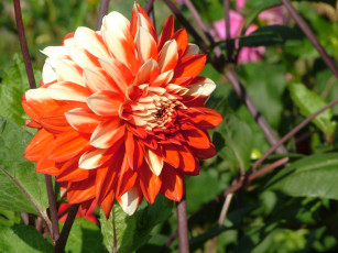 Картинка цветы георгины