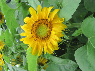 Картинка цветы подсолнухи подсолнух