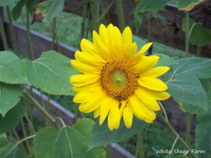 Картинка цветы подсолнухи подсолнух