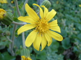 Картинка цветы рудбекия лепестки