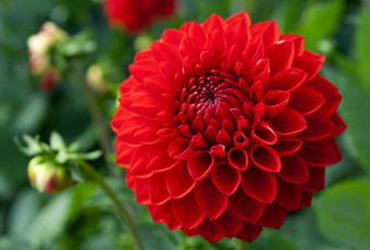 Картинка цветы георгины лепестки круглый красный