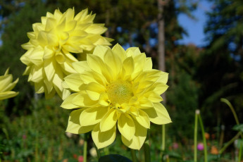 Картинка цветы георгины