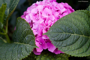 Картинка цветы гортензия гортензии