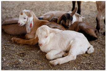 Картинка животные козы