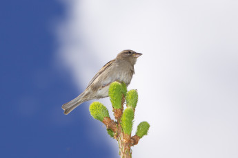 Картинка животные воробьи клюв фон облака ветка небо