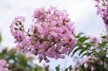 Картинка цветы лагерстрёмия розовый ветка экзотика