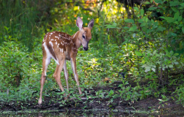 Картинка животные олени олененок