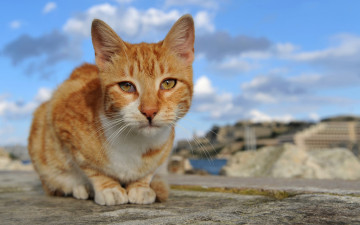 Картинка животные коты кошка