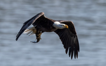 Картинка животные птицы хищники рыба орёл