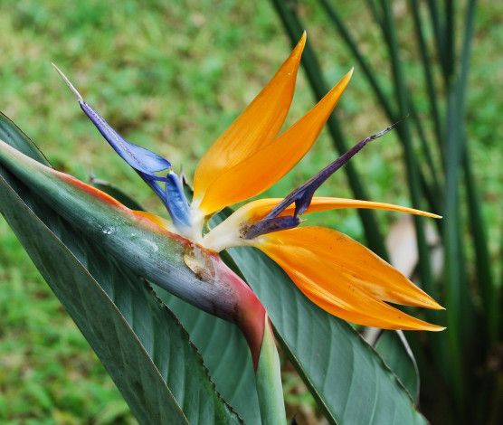 Обои картинки фото цветы, стрелиция, райская, птица, бутон