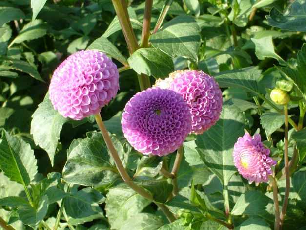 Обои картинки фото цветы, георгины