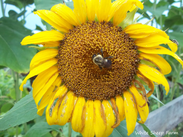 Обои картинки фото цветы, подсолнухи, подсолнух