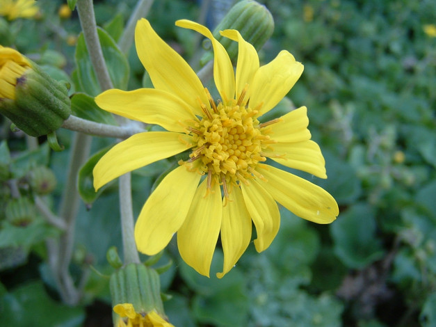 Обои картинки фото цветы, рудбекия, лепестки