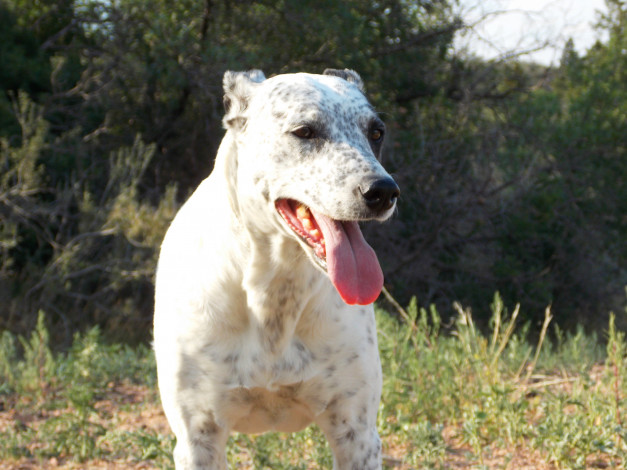 Обои картинки фото животные, собаки, собака