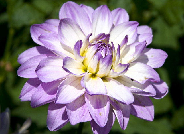 Обои картинки фото цветы, георгины, сиреневый, лепестки