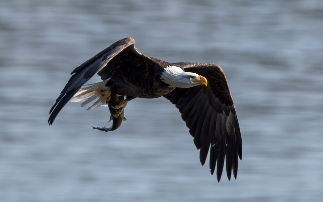 Обои картинки фото животные, птицы, хищники, рыба, орёл