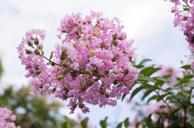 Обои картинки фото цветы, лагерстрёмия, розовый, ветка, экзотика