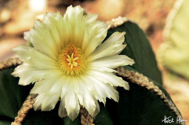 Обои картинки фото цветы, кактусы, лепестки