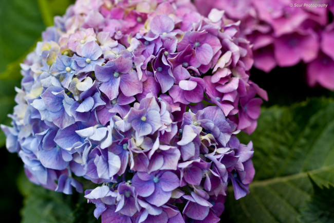 Обои картинки фото цветы, гортензия, гортензии