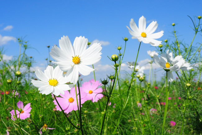 Обои картинки фото цветы, космея, липестки