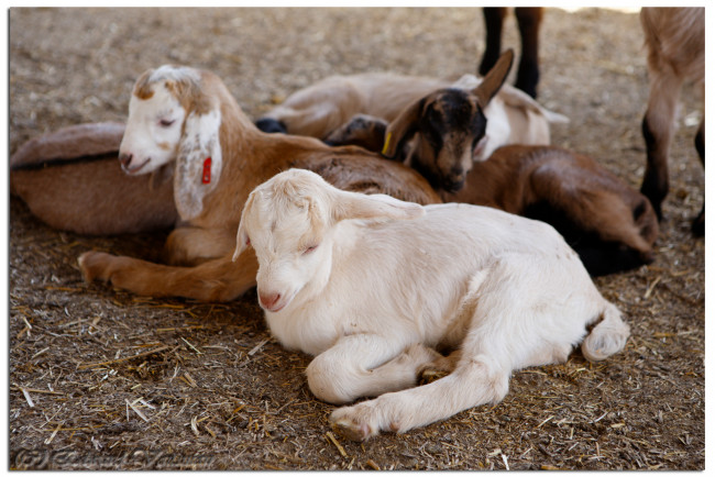 Обои картинки фото животные, козы