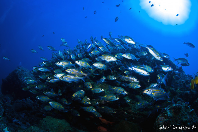 Обои картинки фото животные, рыбы, вода, косяк, чешуя