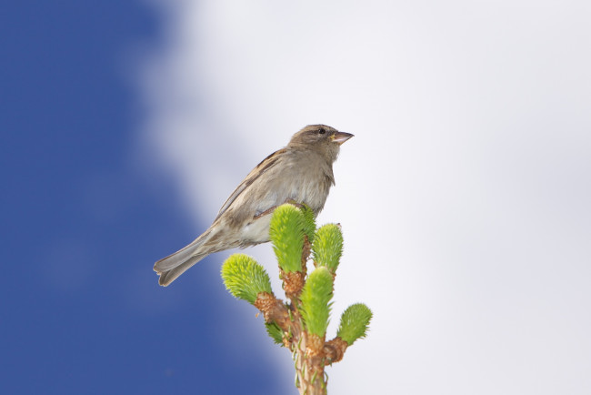 Обои картинки фото животные, воробьи, клюв, фон, облака, ветка, небо