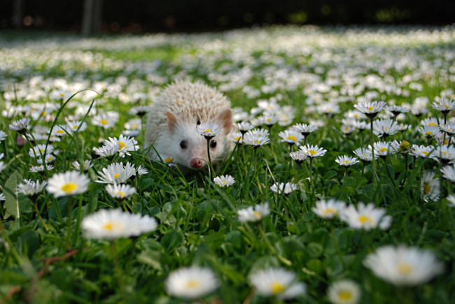 Обои картинки фото животные, ежи, маленький, ромашки, колючки