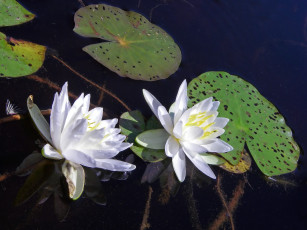 Картинка цветы лилии водяные нимфеи кувшинки лотос