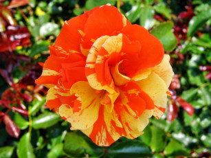 Картинка цветы розы бутон роза лепестки