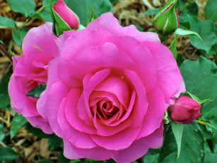 Картинка цветы розы бутон роза лепестки