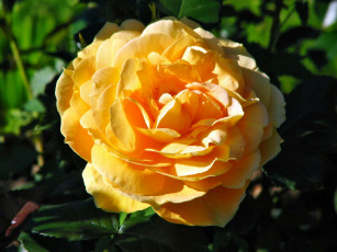 Картинка цветы розы лепестки бутон роза