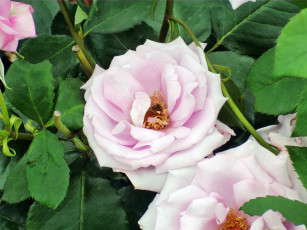 Картинка цветы розы роза бутон лепестки