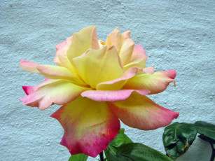 Картинка цветы розы роза бутон лепестки